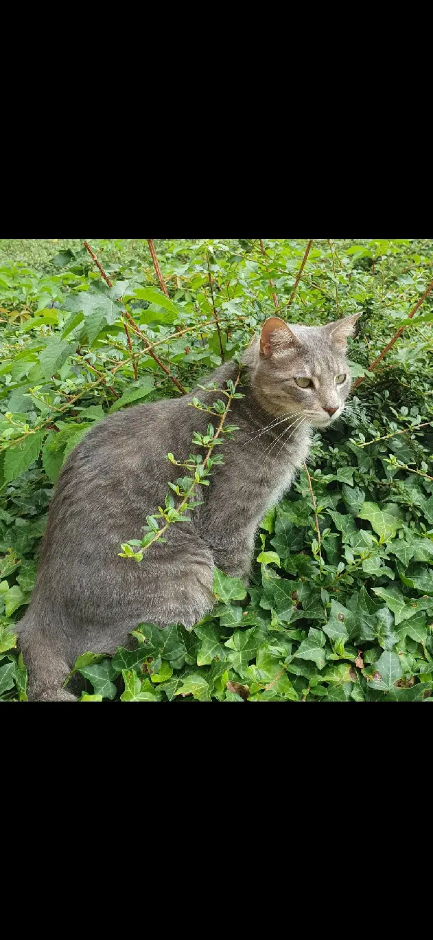 Chat Perdu 69M Métropole de Lyon Lyon - Jack